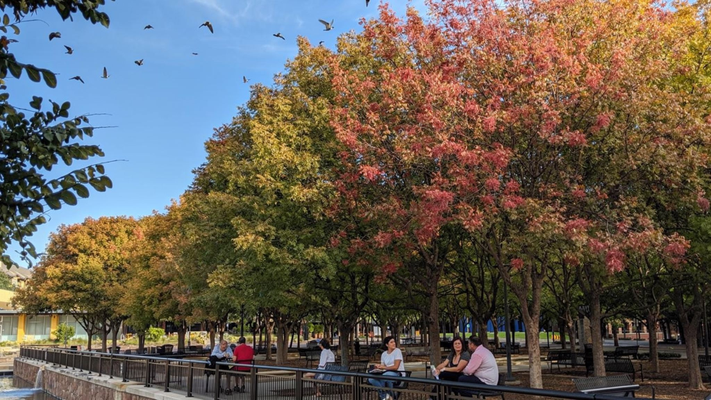 The Surprising Reason Addison Texas Has Over 180 Amazing Restaurants Park in Addison Texas with green open space near restaurants and dining district